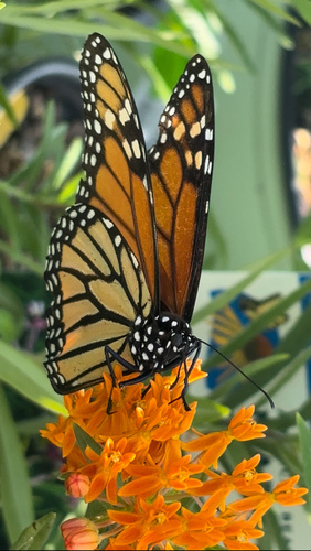 Monarch photographed in Maine
