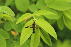 Synanthedon