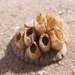Bay Barnacle - Photo (c) Andrew Butko, some rights reserved (CC BY-SA)
