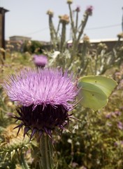 Gonepteryx cleopatra