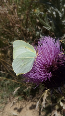 Gonepteryx cleopatra