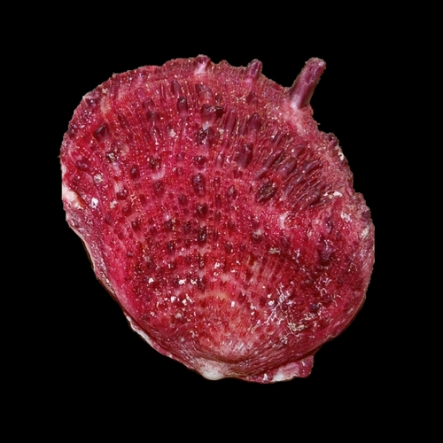 European Thorny Oyster
