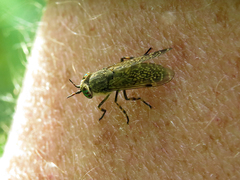Haematopota pluvialis