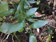 Danae racemosa