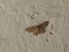 Idaea contiguaria
