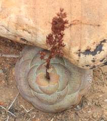 Crassula hemisphaerica