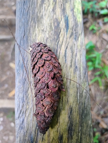 Pinus maximinoi, photograph 5