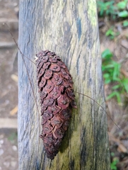 (c) Adrian Bojorquez, some rights reserved (CC BY-SA) Pinus maximinoi, photograph (c) Adrian Bojorquez, some rights reserved (CC BY-SA)