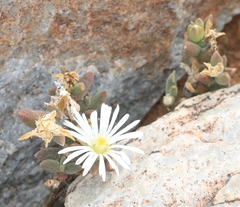 Trichodiadema attonsum