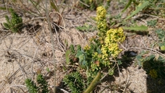 Galium arenarium