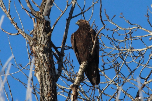 Águila Real (Aquila chrysaetos) · NaturaLista Mexico