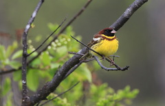 Emberiza aureola