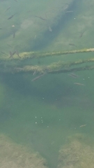 Sarmarutilus rubilio