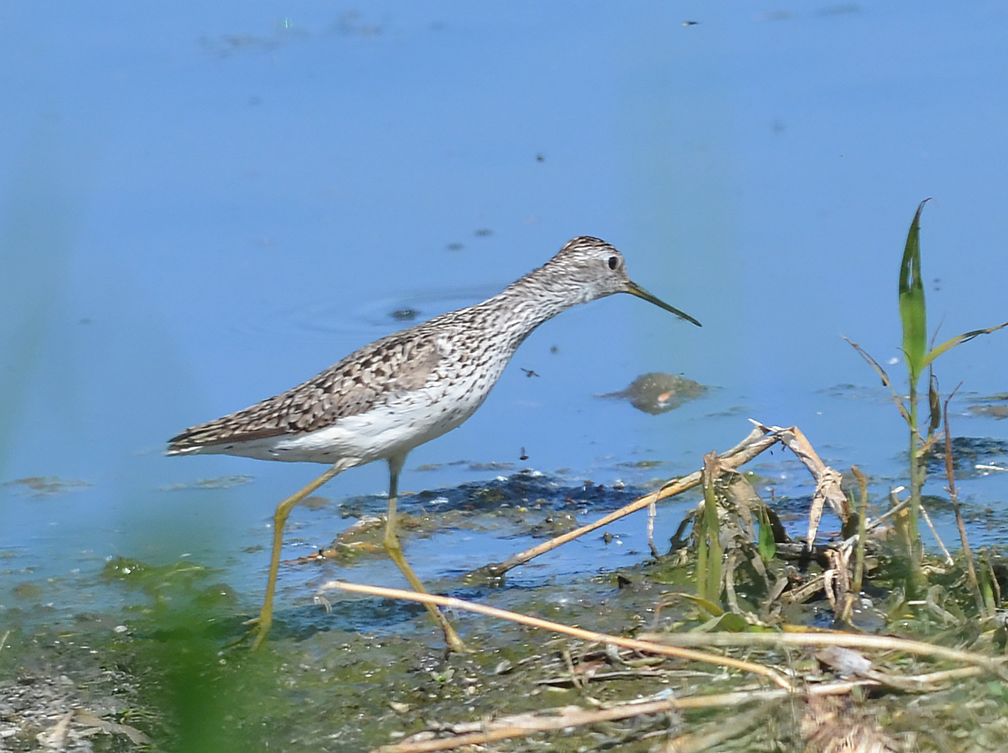 iNaturalist.org. О. Глушенков, Новочебоксарск Чувашия, июнь 2019
