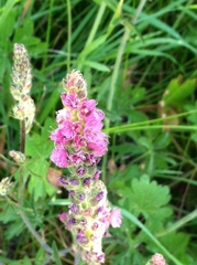 Sidalcea oregana spicata