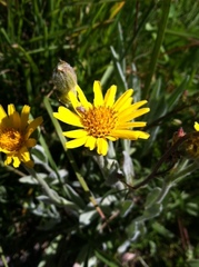 Arnica chamissonis foliosa
