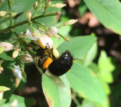 Bombus impatiens