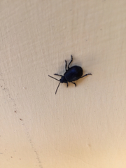 Timarcha tenebricosa
