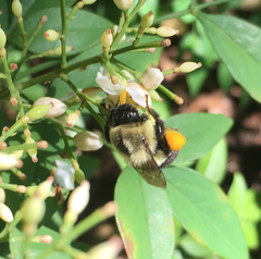 Bombus impatiens