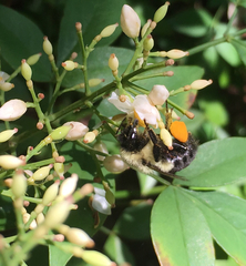 Bombus impatiens