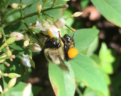 Bombus impatiens