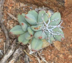 Tylecodon reticulatus