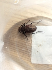 Carabus cancellatus
