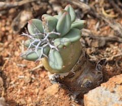Tylecodon reticulatus