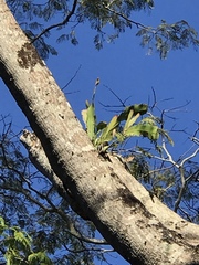 Epiphyllum phyllanthus