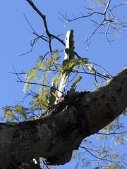 Epiphyllum phyllanthus