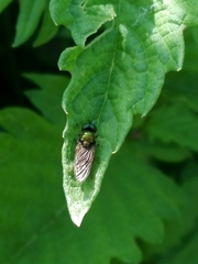 Chloromyia formosa