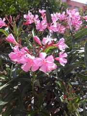 Nerium oleander