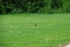 Turdus merula