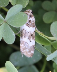 Pseudacontia crustaria