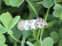 Pseudacontia crustaria