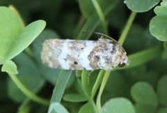 Pseudacontia crustaria