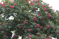 Aesculus × carnea