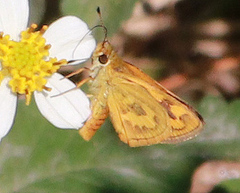 Taractrocera archias