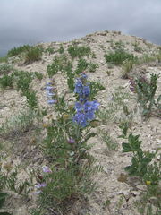 Penstemon glaber