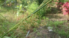 Cladium mariscus mariscus
