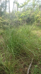 Cladium mariscus mariscus