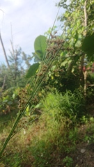 Cladium mariscus mariscus