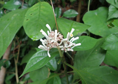 Chassalia curviflora