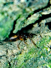 Trechus quadristriatus