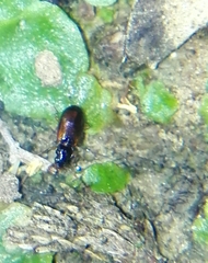 Trechus quadristriatus