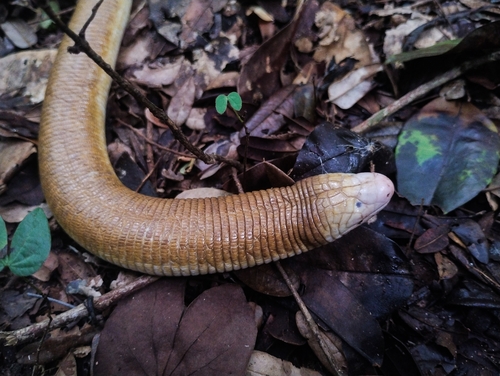 Red Wormlizard, Amphisbaena alba