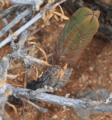 Crassula pyramidalis