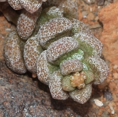 Crassula corallina