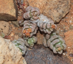 Crassula corallina