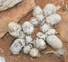 Anacampseros papyracea